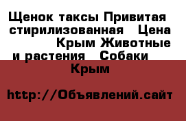 Щенок таксы.Привитая, стирилизованная › Цена ­ 1 000 - Крым Животные и растения » Собаки   . Крым